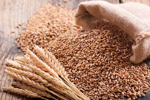 Nhu cầu nhập khẩu từ các nước sẽ là yếu tố hỗ trợ cho giá lúa mì